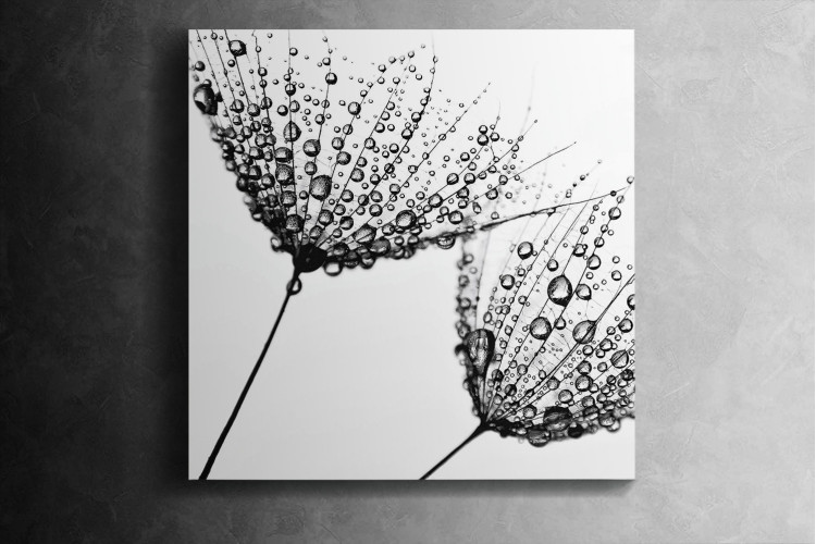 Dandelions Canvas Art - 1