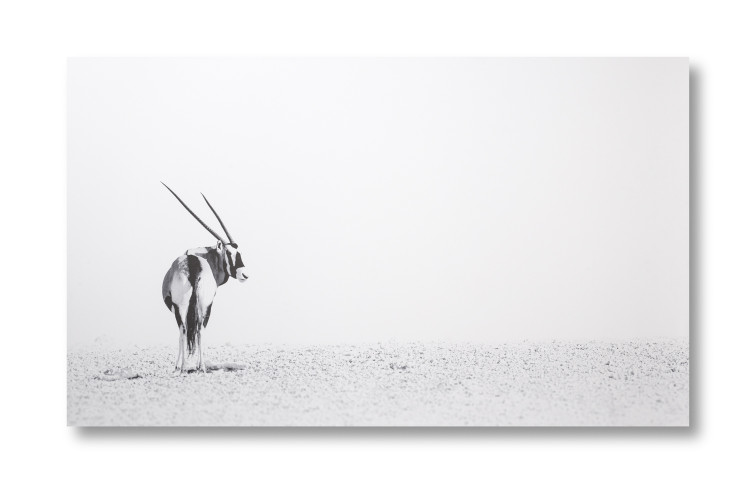 Gemsbok Desert Canvas Art - 1