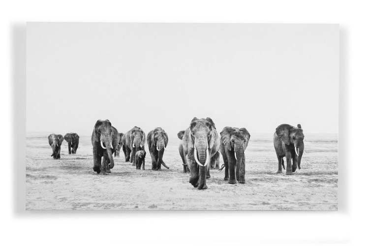 Elephant Walk Canvas Art Decor - 1