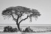 Etosha Canvas Decor - 2