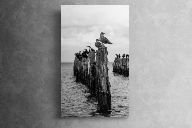 Gulls Canvas Canvas Art - 1