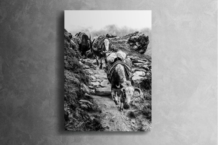 Sherpa Canvas Canvas Art - 1