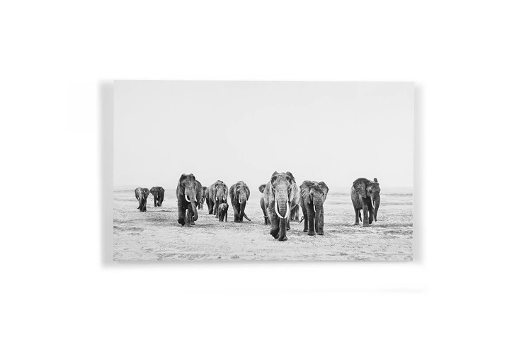 Elephant Walk - Large | Wall Art  -