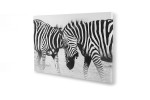 Zebra Fight Canvas Art