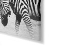 Zebra Fight Canvas Art