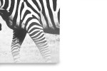 Zebra Fight Canvas Art