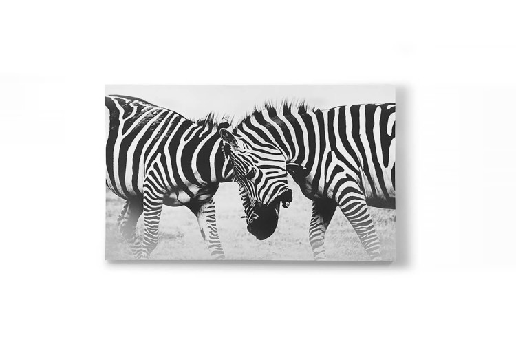 Zebra Fight Canvas Art  -