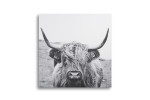 Scottish Highland Cattle Wall Art