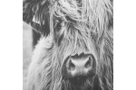 Scottish Highland Cattle Wall Art