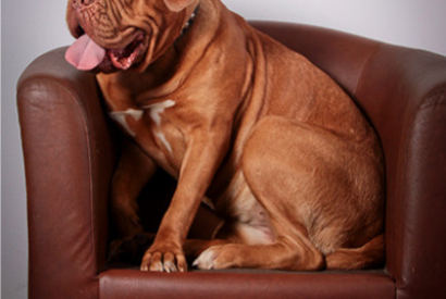 Leather Couches and Dogs